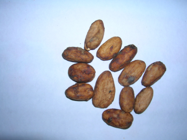 Gr�os de cacau
