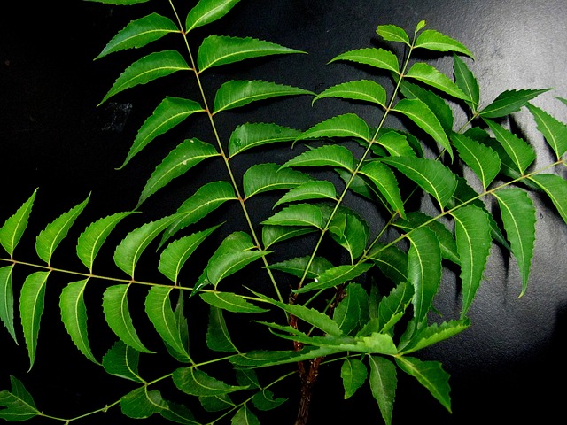 Folhas de neem