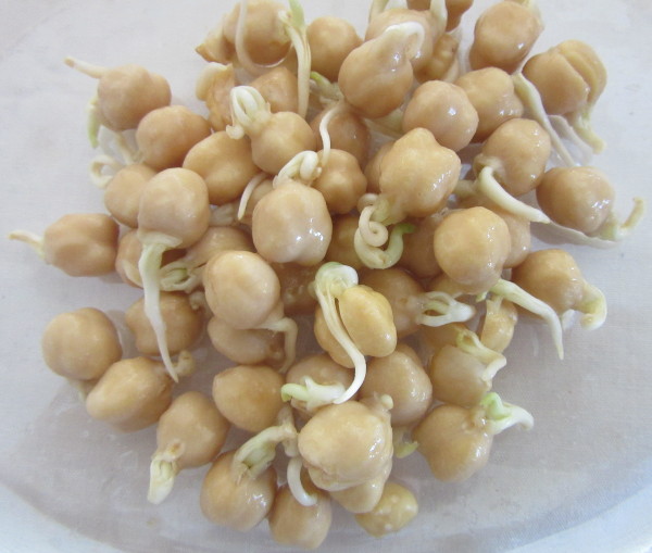 Germinados de Gr�o de Bico
