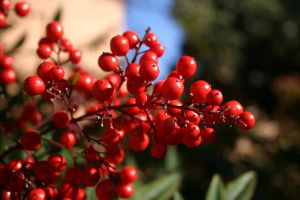 Arandos vermelhos na �rvore