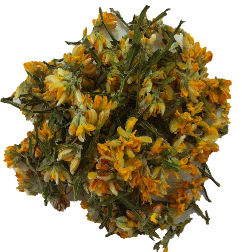 Flor de carqueja
